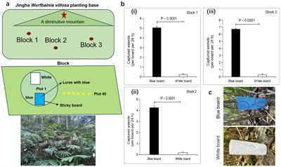 A visual pollination mechanism of a new specialized pollinating weevil-plant reciprocity system